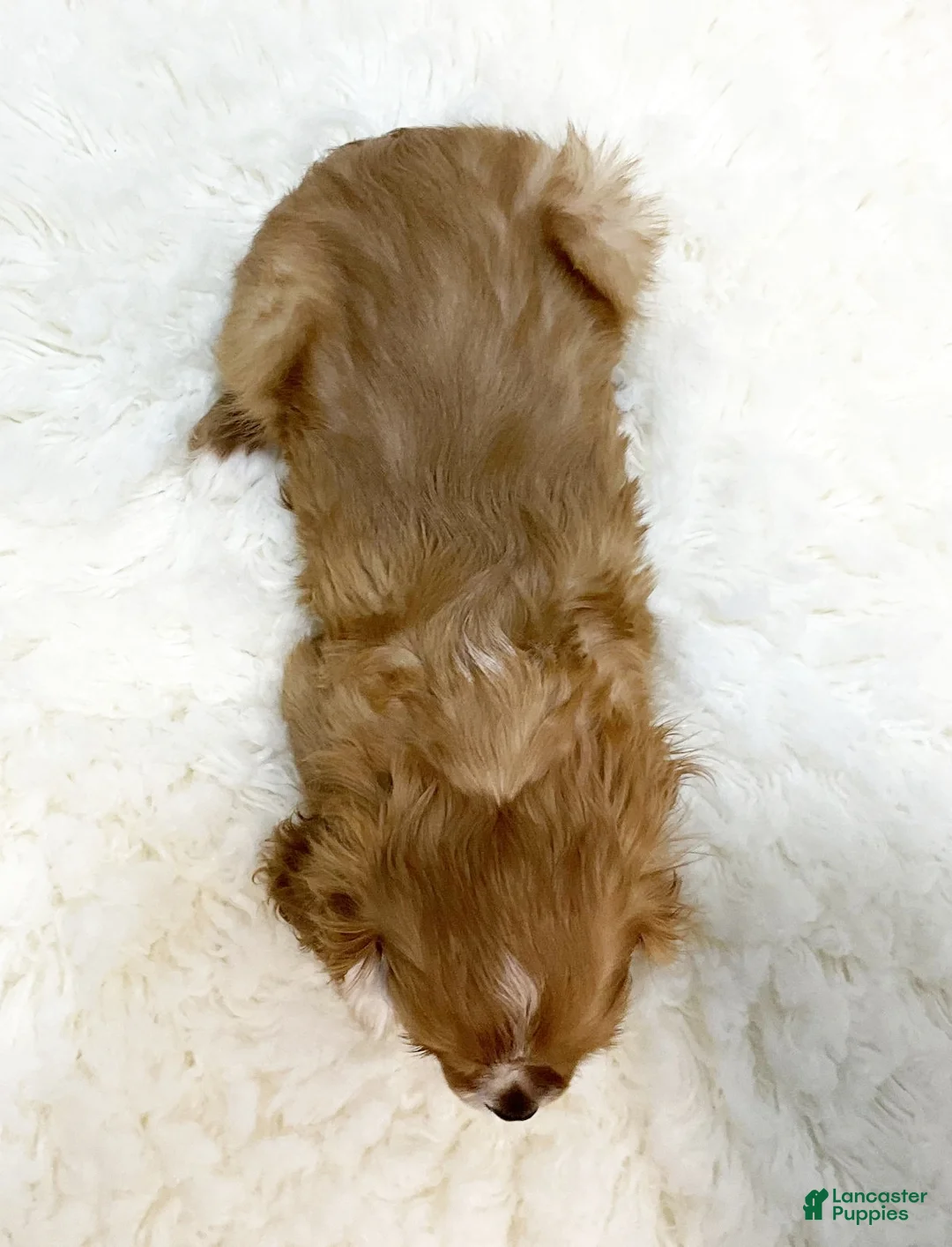 Cavalier King Charles Spaniel dogs for sale: Milo - Genetic Clear - Ad 4