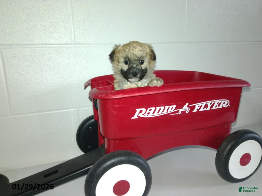 Yorkiepoo dogs for sale: Cara  - Ad 7