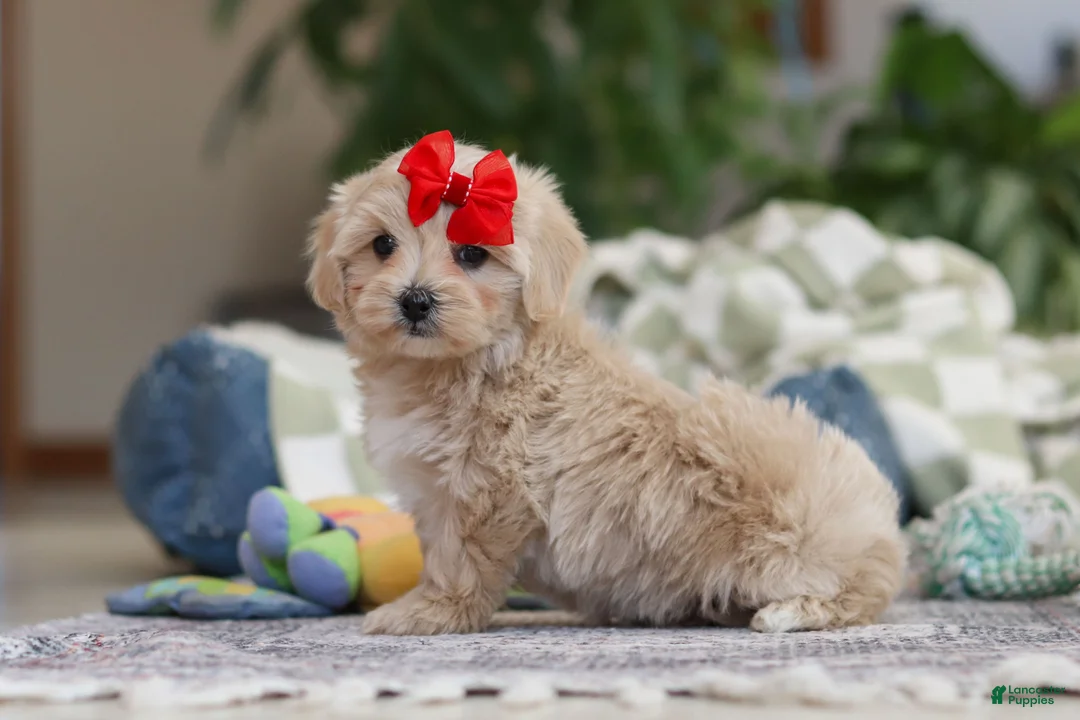 Maltipoo dogs for sale: Waffles - Ad 2