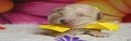 Toy Poodle dogs for sale: Theodore  - Ad 2