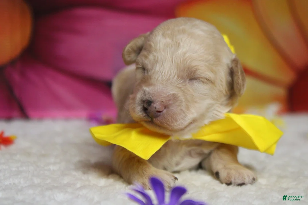 Toy Poodle dogs for sale: Theodore  - Ad 2