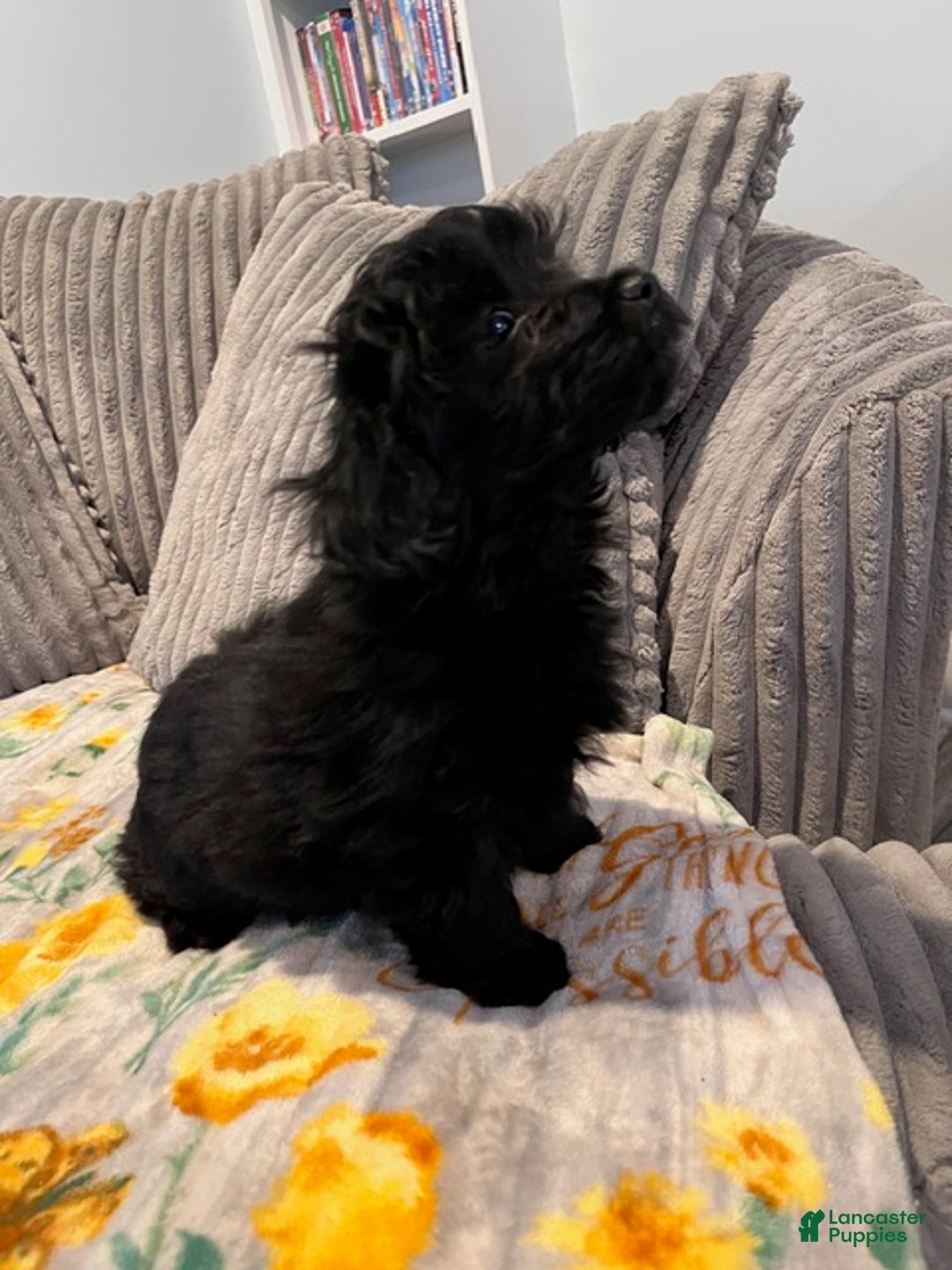 Pomapoo dogs for sale: MistleToe - Ad 8