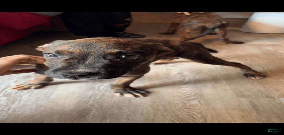 Gallery Image {{count}}