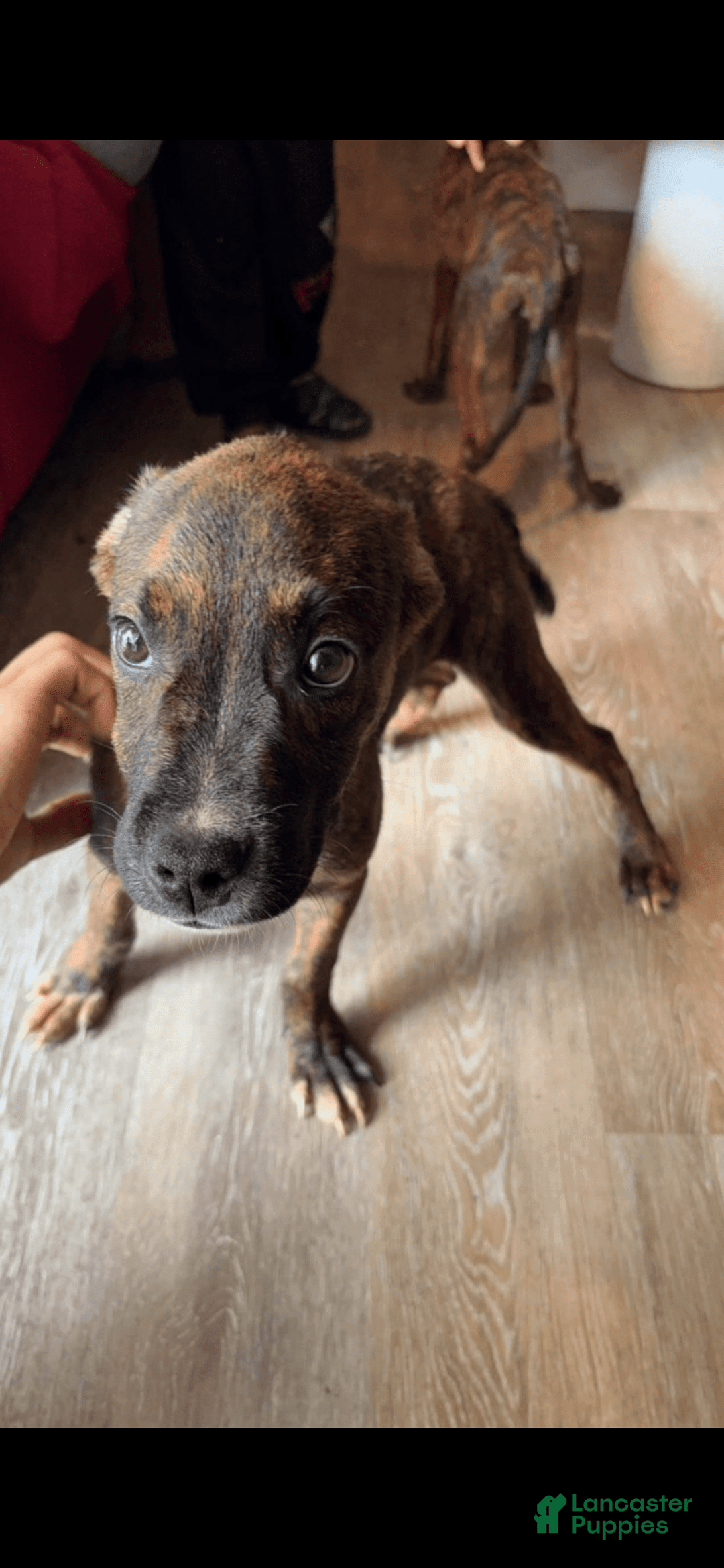 Gallery Image {{count}}