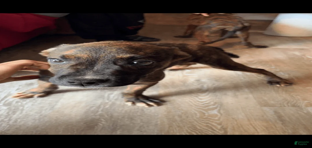 Gallery Image {{count}}