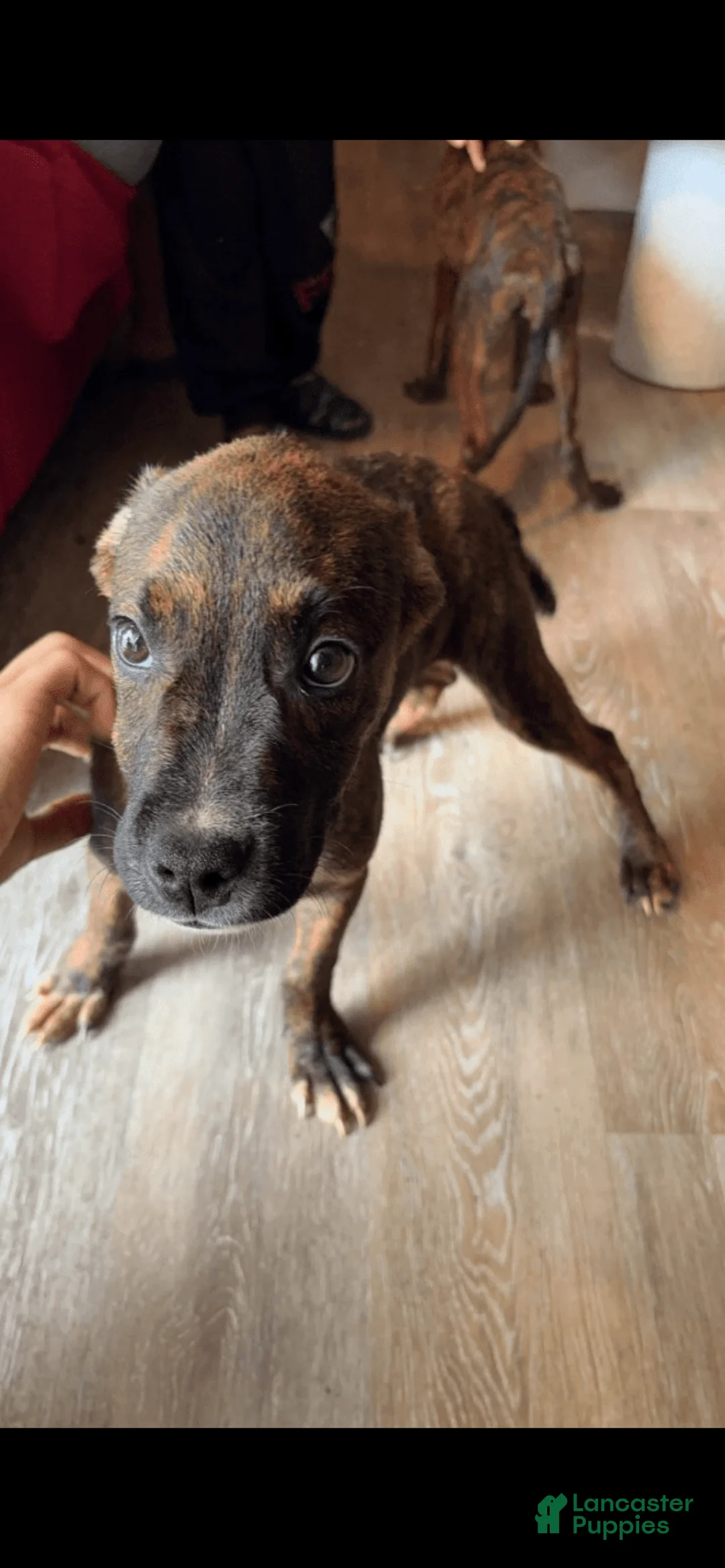 Gallery Image {{count}}