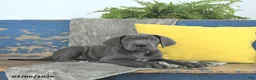 Great Dane dogs for sale: Cleopatra - Ad 1