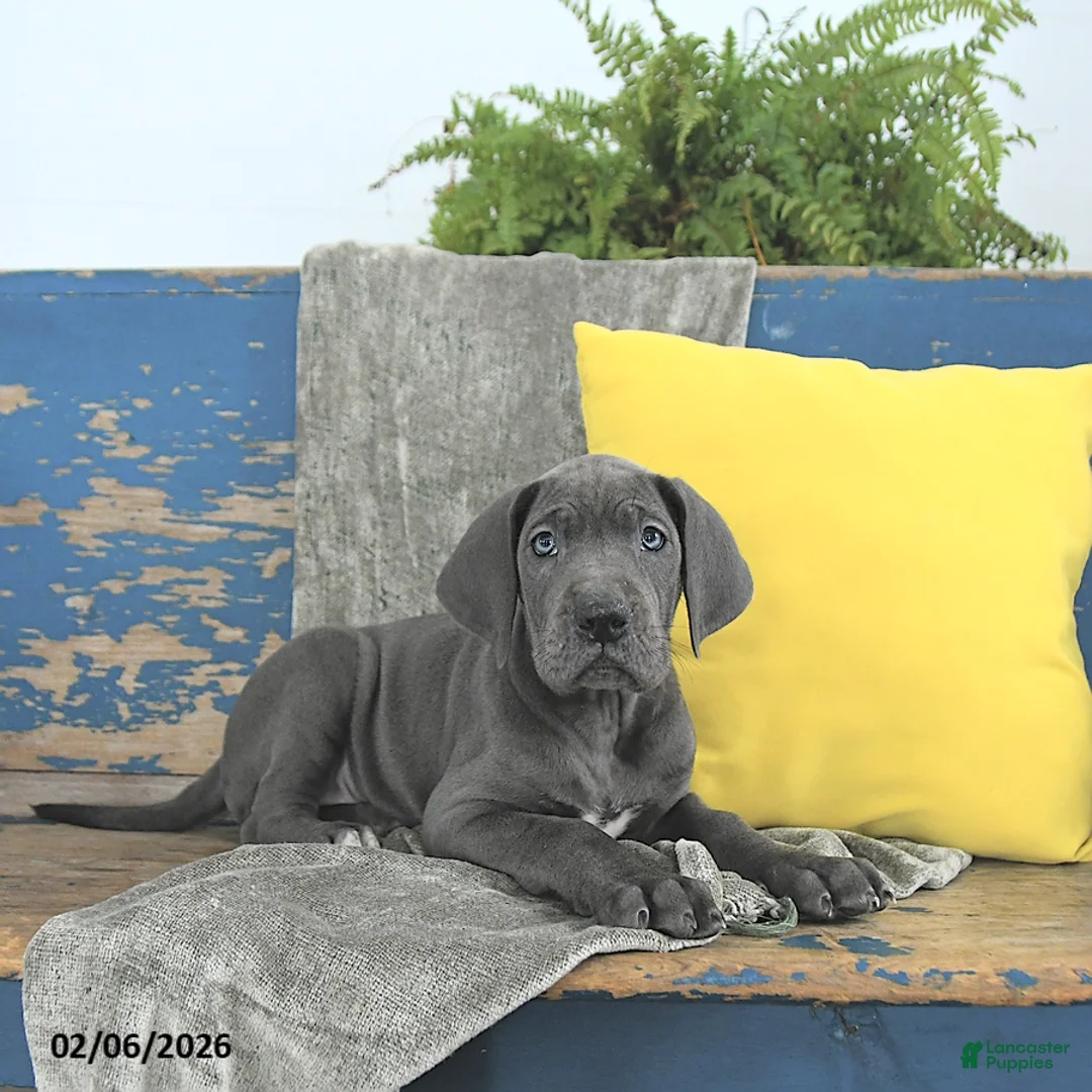 Great Dane dogs for sale: Cleopatra - Ad 1