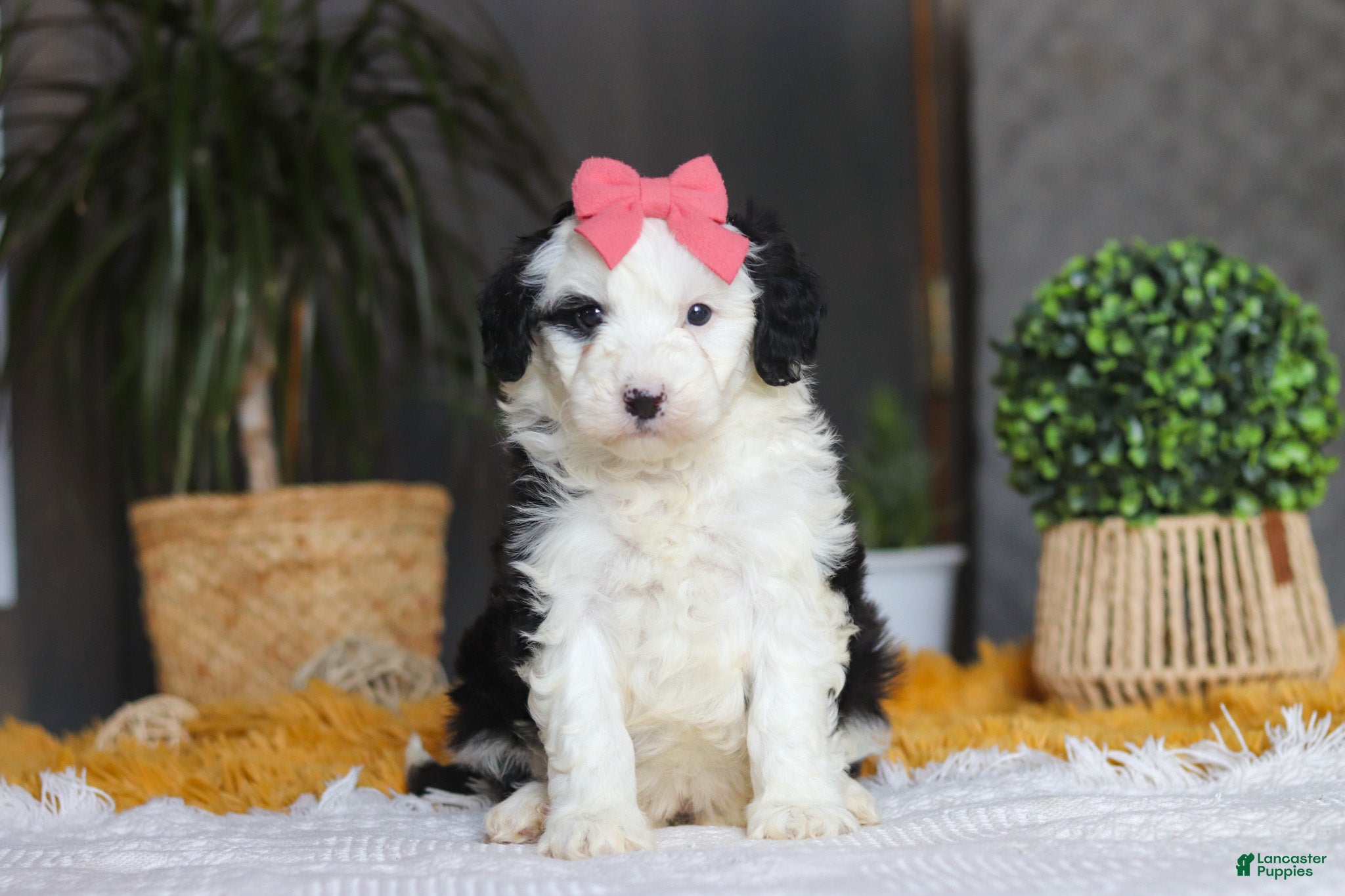 Sheepadoodle dogs Mopsy - Ad 1