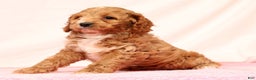 Cockapoo dogs for sale: Pearl - Ad 8