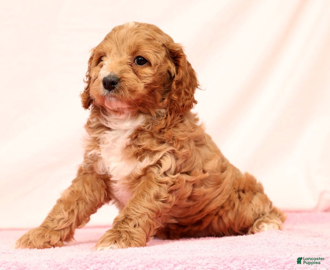 Cockapoo dogs for sale: Pearl - Ad 8