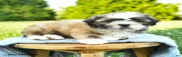 Shih Tzu dogs for sale: Sophie - Ad 4