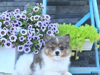 Pomeranian dogs - Ad 17