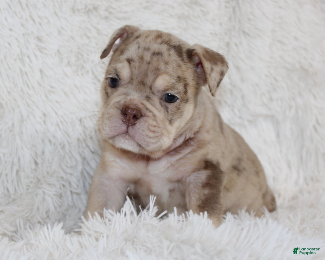 English Bulldog dogs for sale: Parry - Ad 10