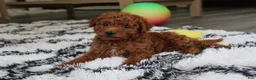 Bichpoo dogs for sale: Jonny - Ad 11