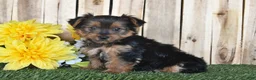 Yorkshire Terrier dogs for sale: Dakota - Ad 3