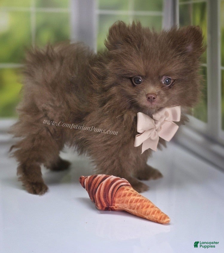 Pomeranian dogs CJ - Chocolate Pomeranian Puppy! - Ad 2