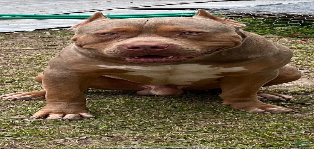 Gallery Image {{count}}