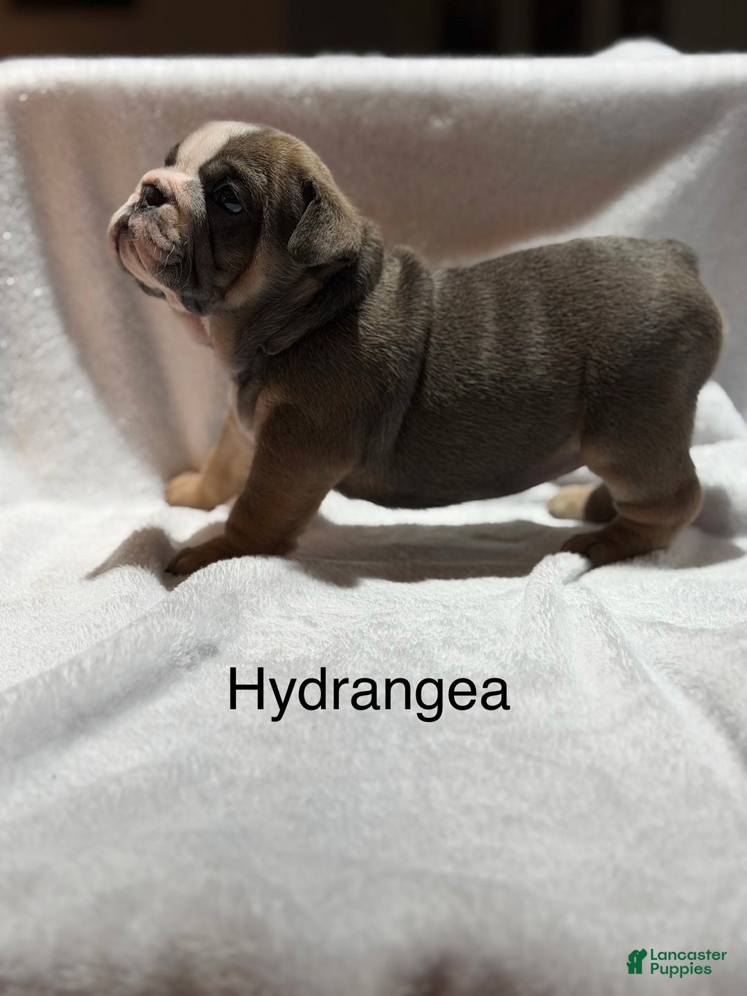 English Bulldog dogs for sale: English Bulldog Puppy 4 - Ad 7