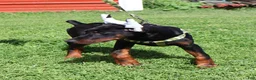 Doberman Pinscher dogs for sale: Doberman Pinscher 2 - Ad 7