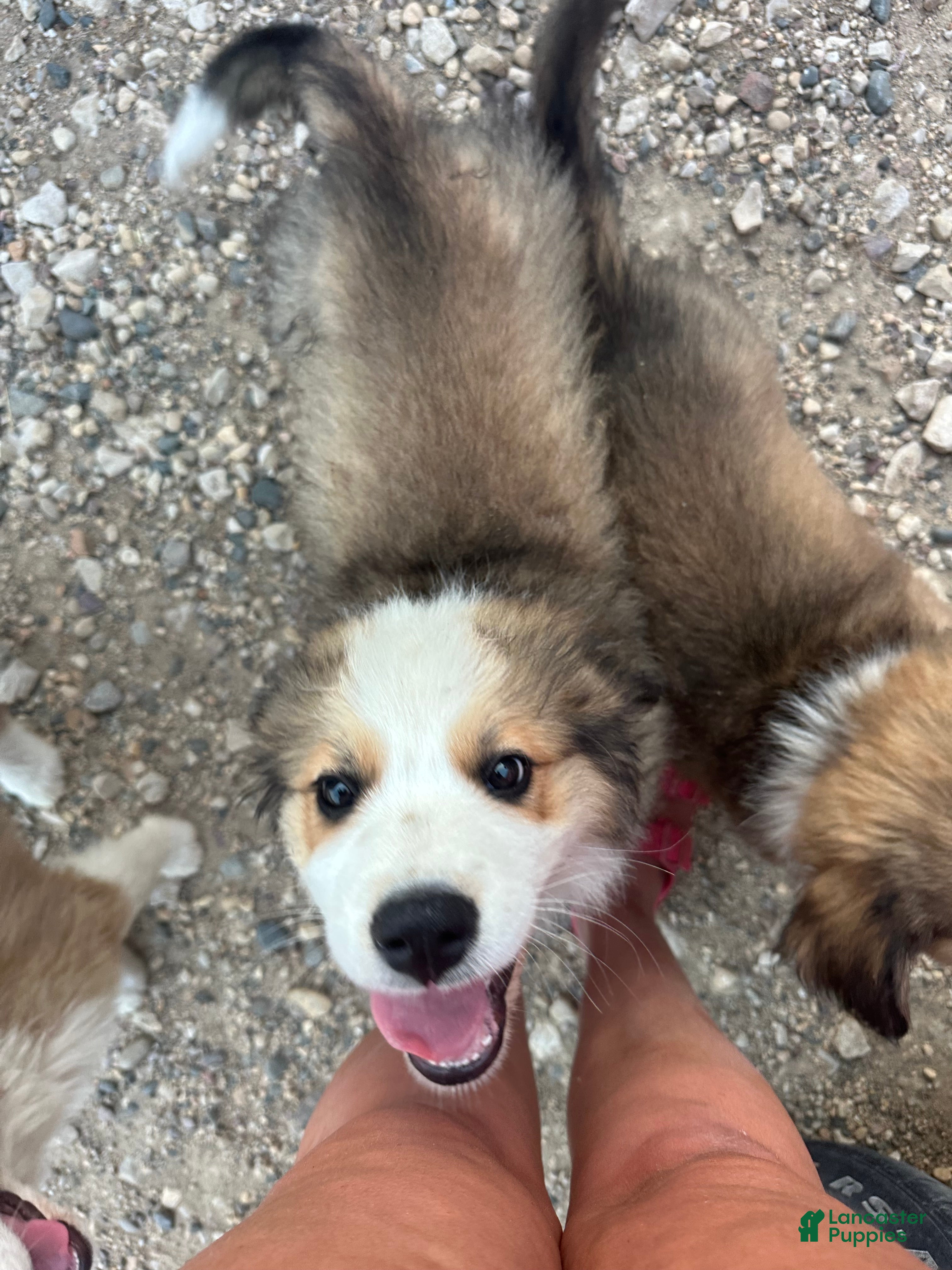 Mixed Breed dogs Rambo - Ad 1