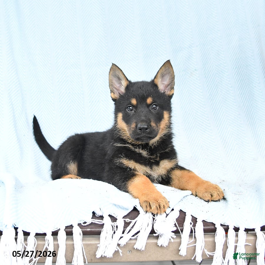 German Shepherd dogs Pretzel - Ad 2