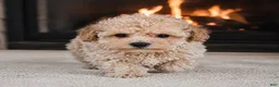 Miniature Poodle dogs for sale: Tucker - Ad 5