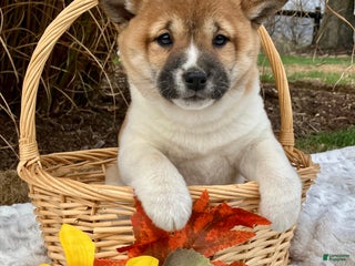 Shiba Inu dogs Scarlet - Ad 29
