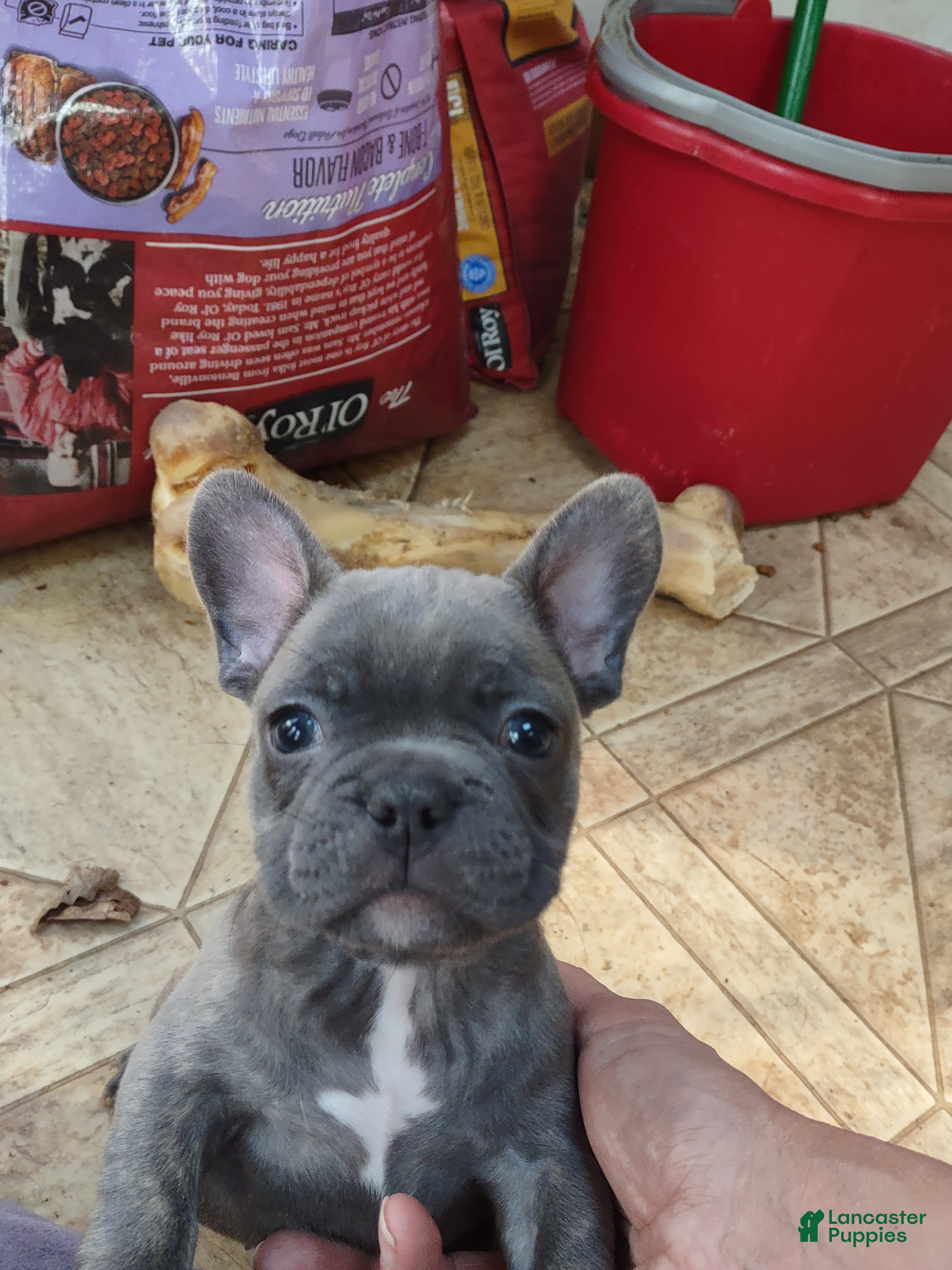 French Bulldog dogs French Bulldog Puppy 4 - Ad 5