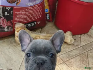 French Bulldog dogs French Bulldog Puppy 4 - Ad 36