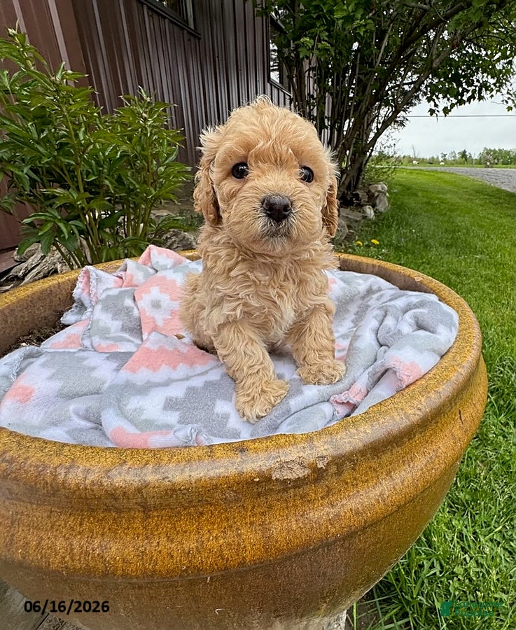 Bichpoo dogs Monte - Ad 2
