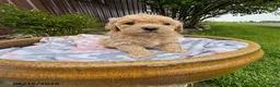 Bichpoo dogs for sale: Monte - Ad 2