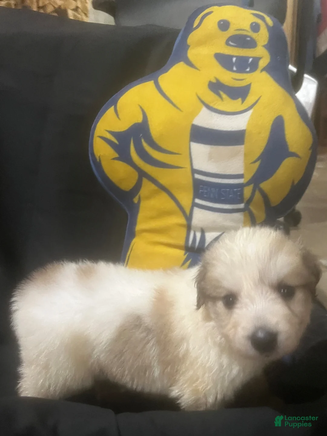 Great Pyrenees dogs for sale: Duke - Ad 1