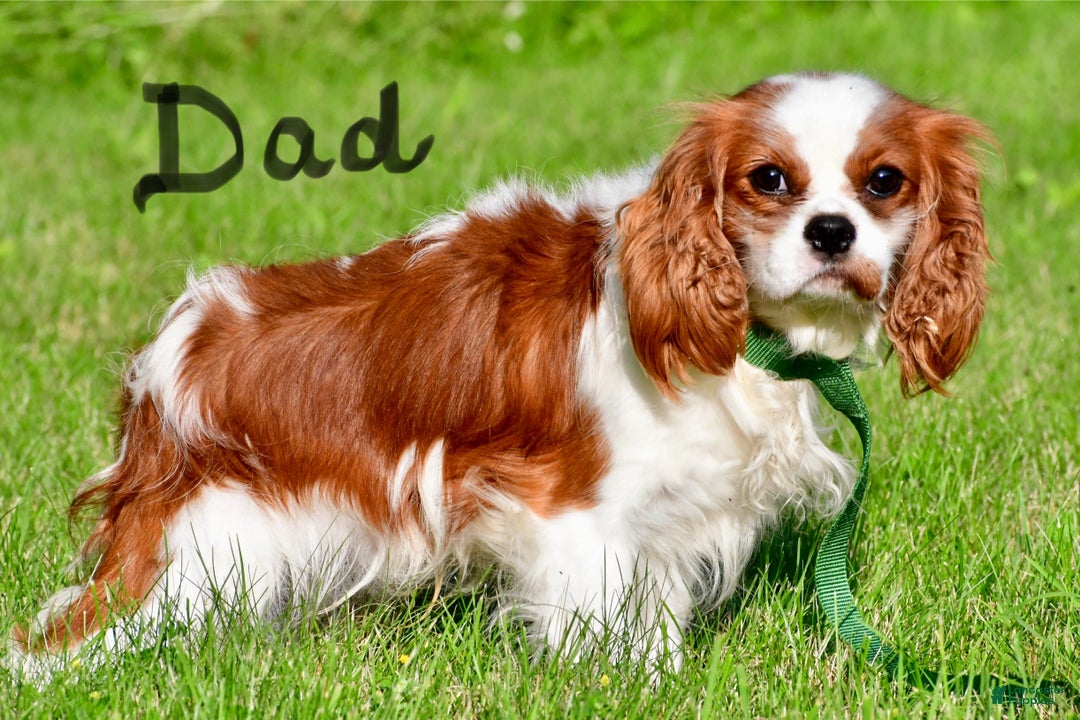 Cavalier King Charles Spaniel dogs for sale: Lynn - Ad 11