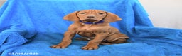 Vizsla dogs for sale: Scout - Ad 1