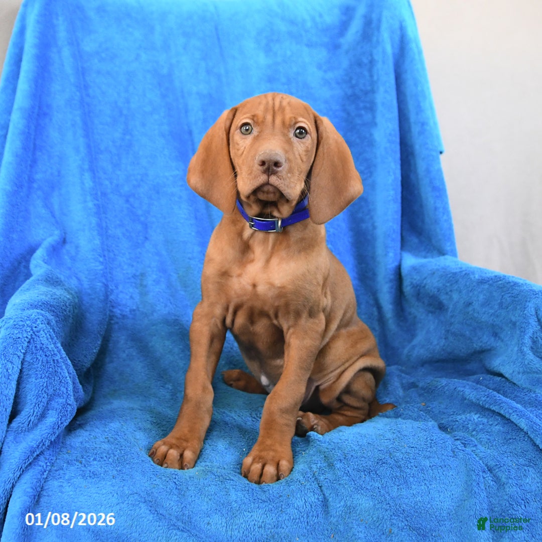 Vizsla dogs for sale: Scout - Ad 1