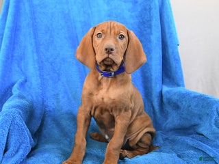 Vizsla dogs Scout - Ad 3