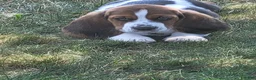 Basset Hound dogs for sale: Miss Molly - Ad 3