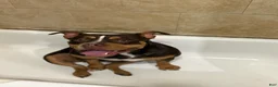 American Bully dogs for sale: American Bully 1 - Ad 4