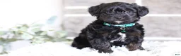 Yorkiepoo dogs for sale: Bentley - Ad 9