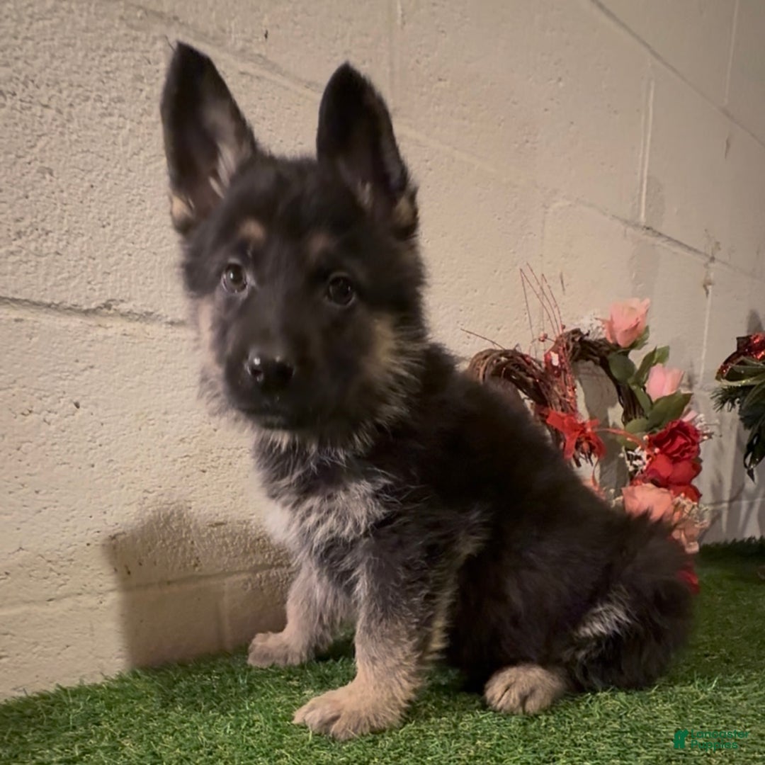 German Shepherd dogs for sale: SWAYZE - Ad 1