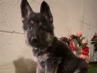 German Shepherd dogs SWAYZE - Ad 42