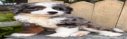 Mini Bernedoodle dogs for sale: 🧡IN BOSTON MASSACHUSETTS AREA🧡DOUBLE BLUE EYES🧡MINI BERNEDOODLE BOY🧡 - Ad 3