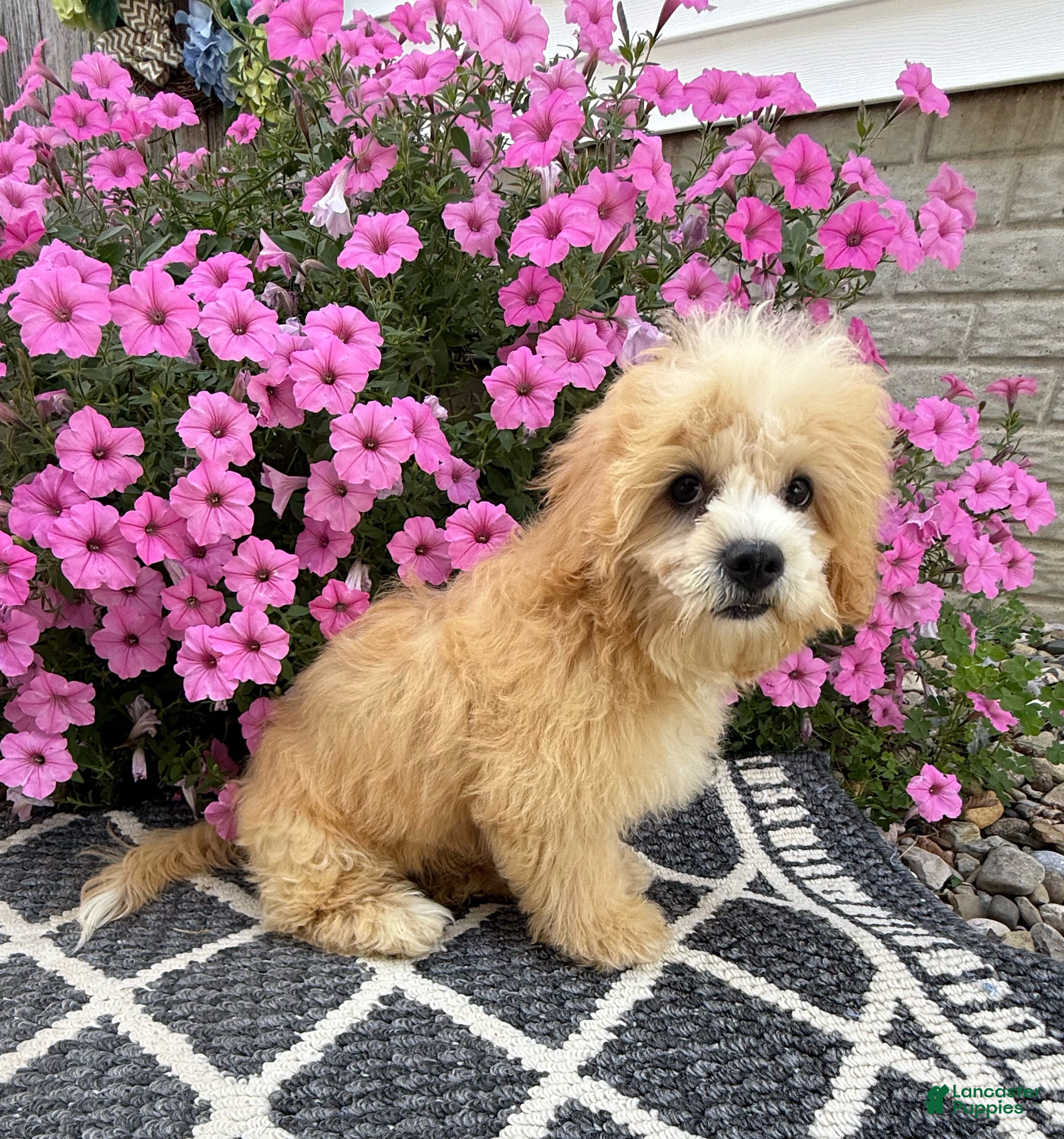 Mixed Breed dogs Mocha - Ad 2