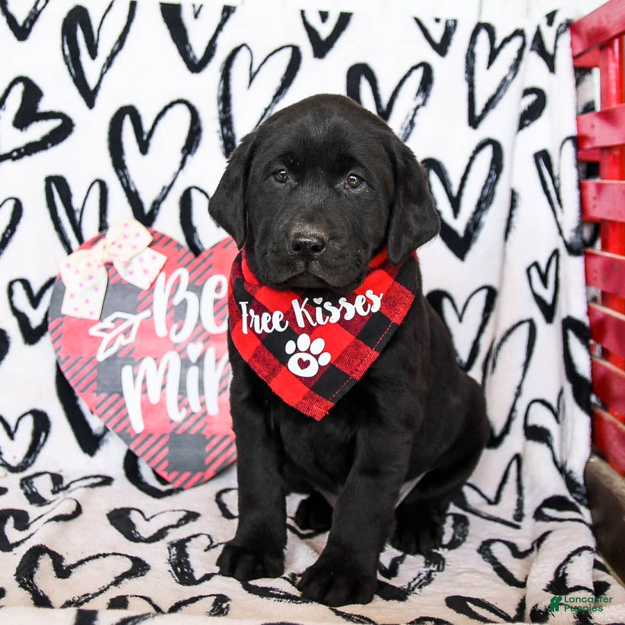 Labrador Retriever dogs for sale: Mocha - Ad 3