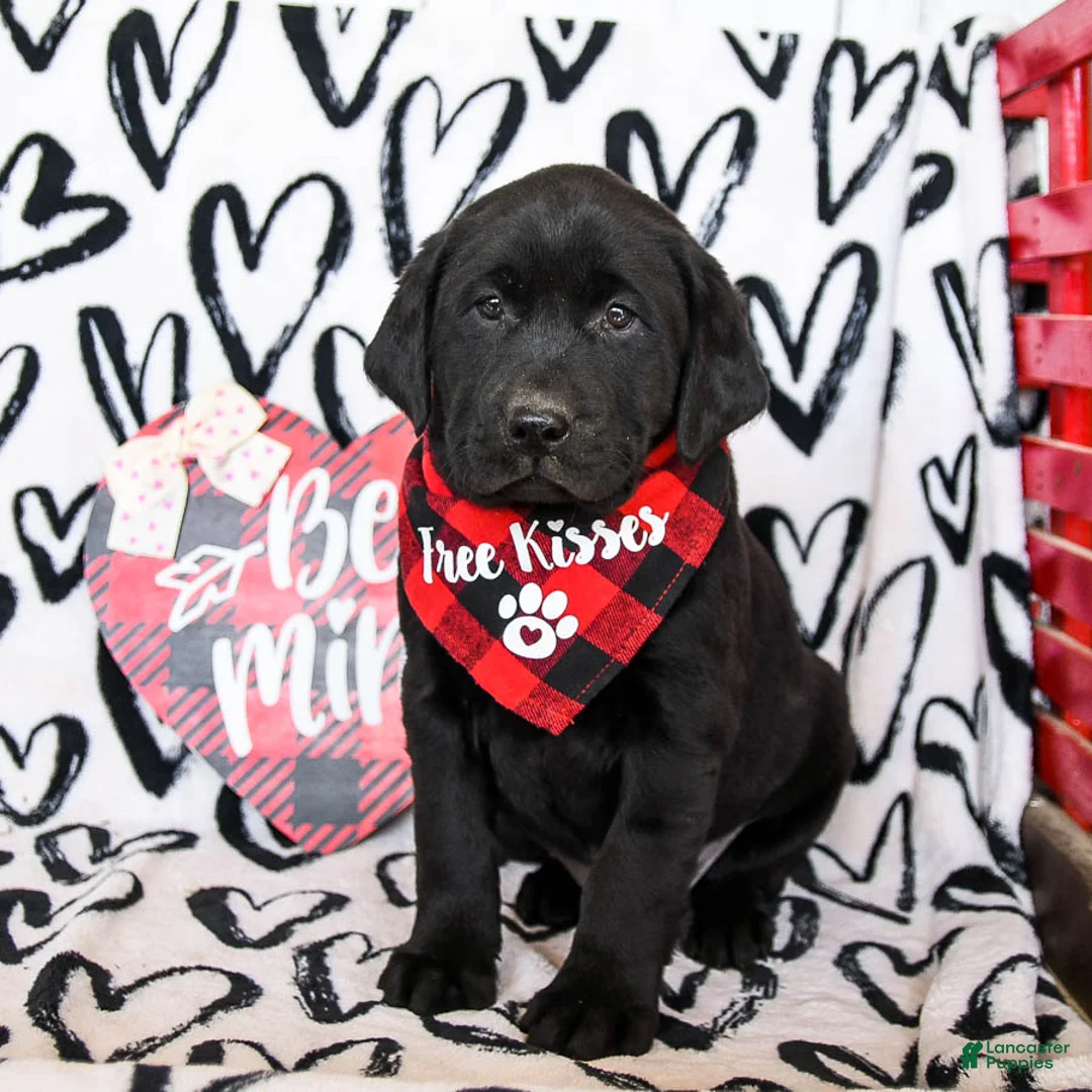 Labrador Retriever dogs for sale: Mocha - Ad 1