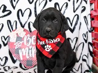 Labrador Retriever dogs for sale: Mocha - Ad 3