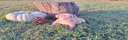 English Bulldog dogs for sale: Stella - Ad 4