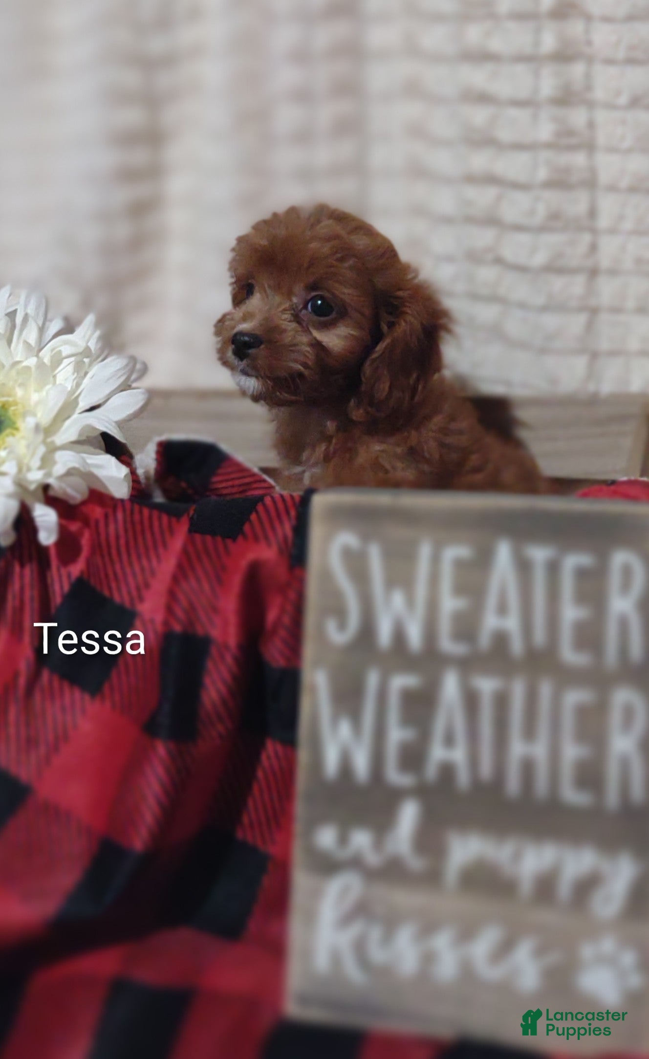 Cavapoo dogs Cavapoo 4 Tessa - Ad 2