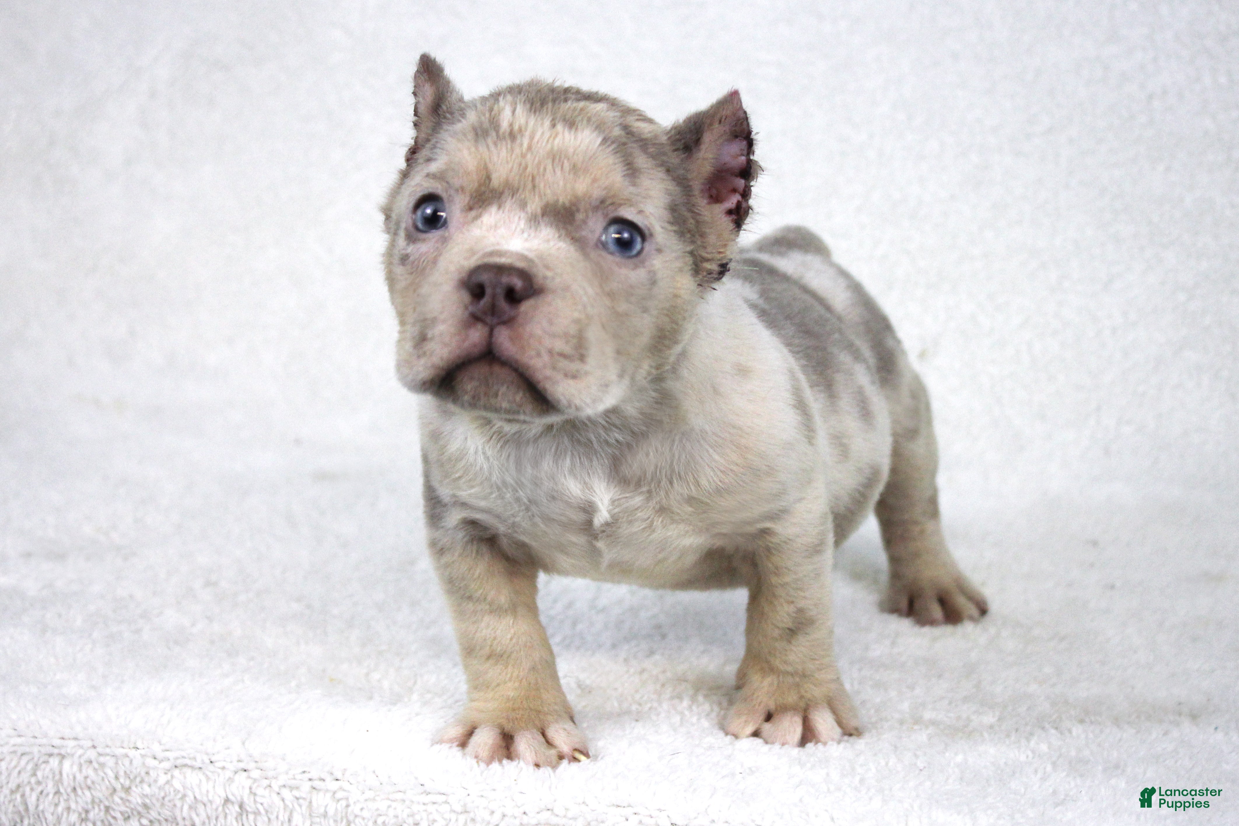 American Bully dogs Lilac Tri Merle Male - Ad 27